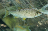 Crappie Shiners