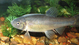 Tuffie Minnow