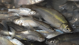 Crappie Shiners
