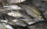 Large Bass Shiners