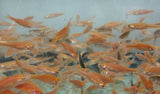 Gold Tuffies (Pink Tuffies)