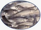 Crappie Shiners