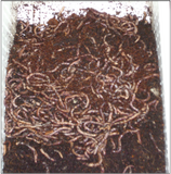 Redworms