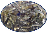 Tuffie Minnow