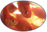 Gold Fish