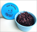 Redworms